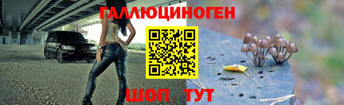 где купить наркоту  Вход с VPN  Волжский  Псилоцибиновые грибы прущие грибы  Псилоцибиновые грибы MAGIC MUSHROOMS 